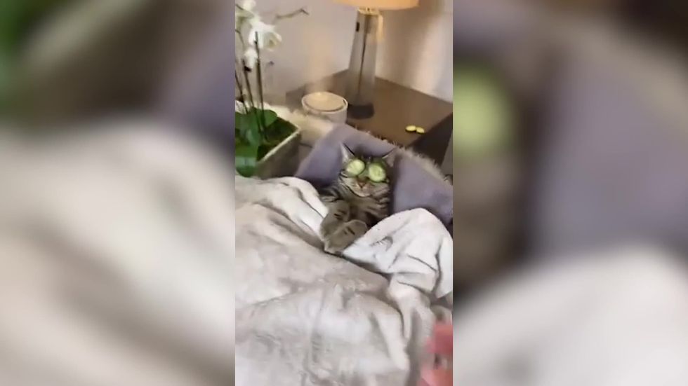 Sassy cat does not want to be disturbed when enjoying his spa day