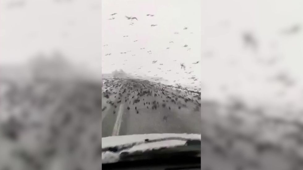 Hundreds of starlings block driver's path on road in Turkey