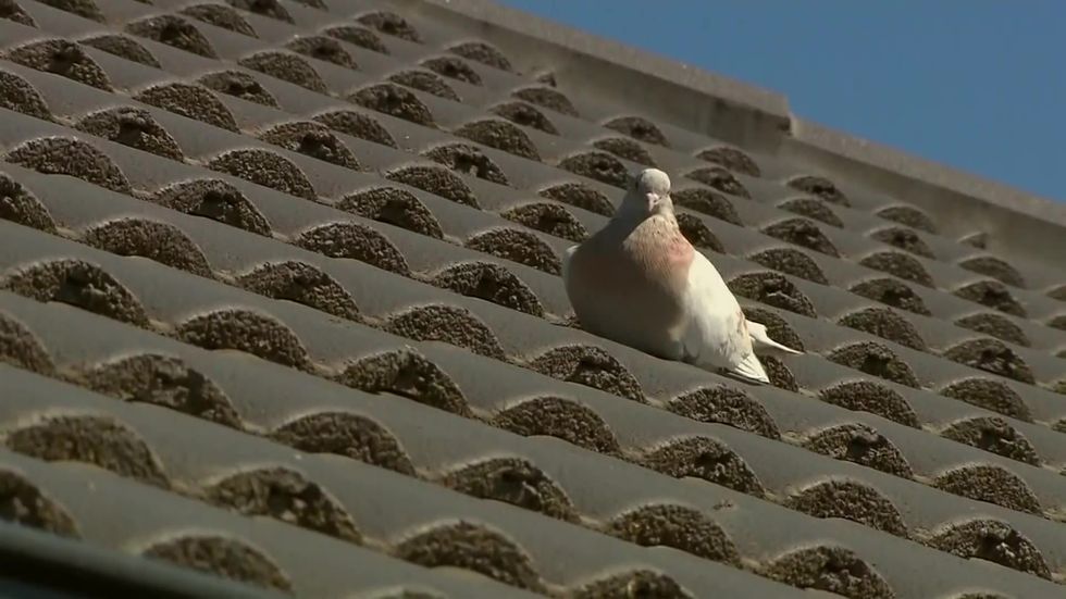 Australia to kill racing bird that crossed Pacific