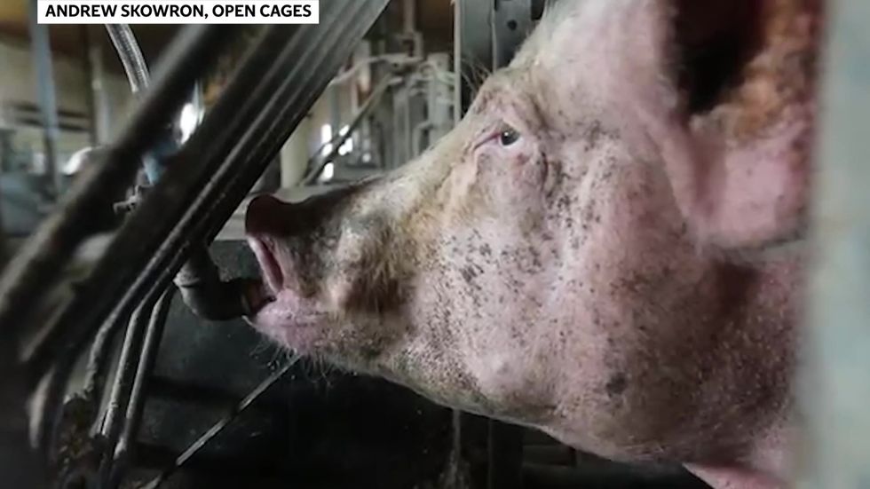 Farrowing crates for pigs are cited as an example of the 'cruelty' of intensive farming