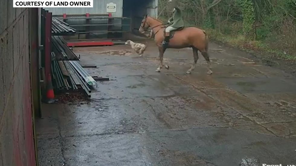 CCTV shows hounds killing a fox in Bucks and on a railway line in Worcestershire