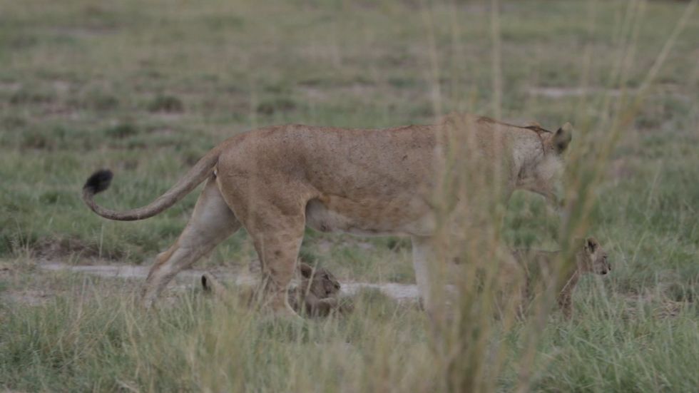 Once-numerous lions are feared to be seriously endangered