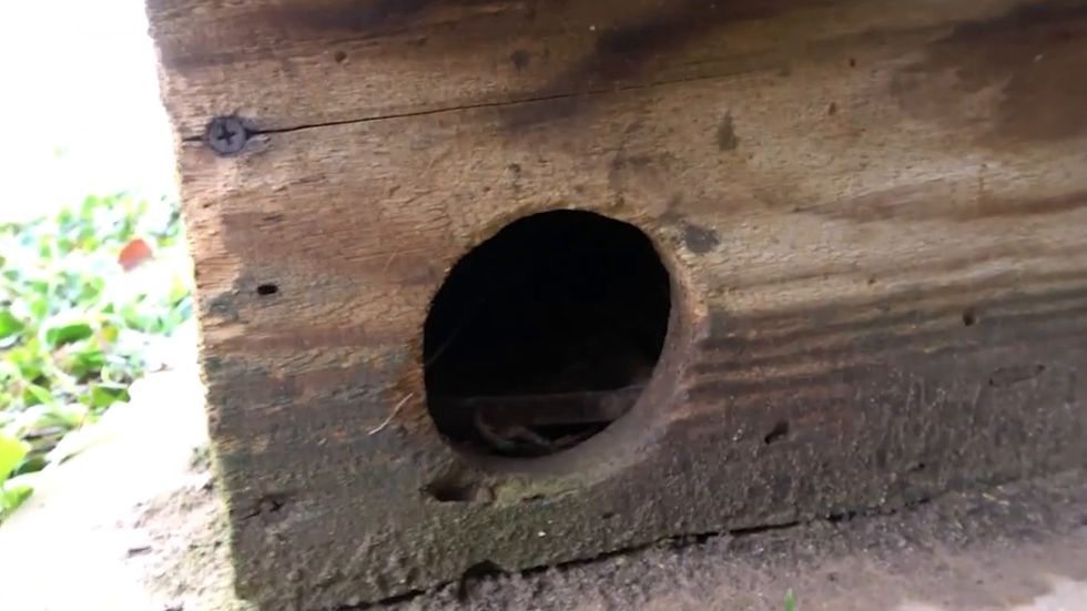 More traps have been found at the Sandringham Estate