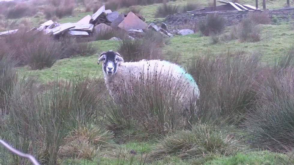 Brexit: What next for UK sheep farming?