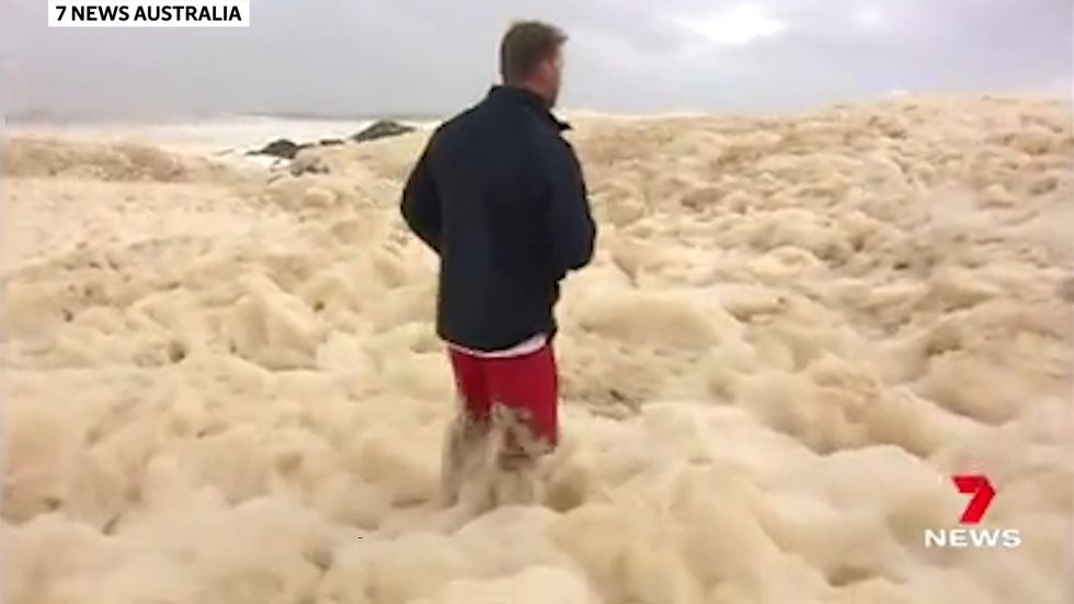 Dog rescued from huge wall of sea foam on live TV
