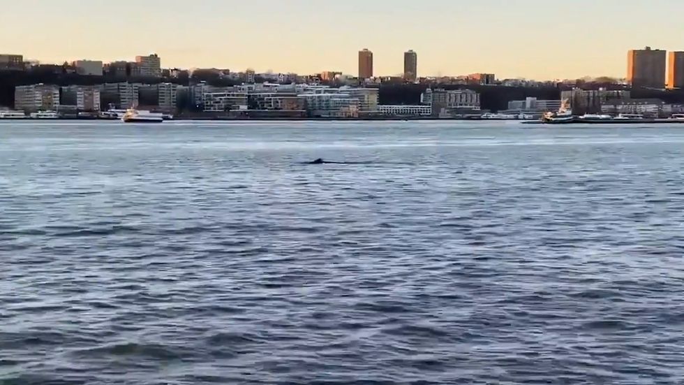 Humpback whale spotted by Statue of Liberty