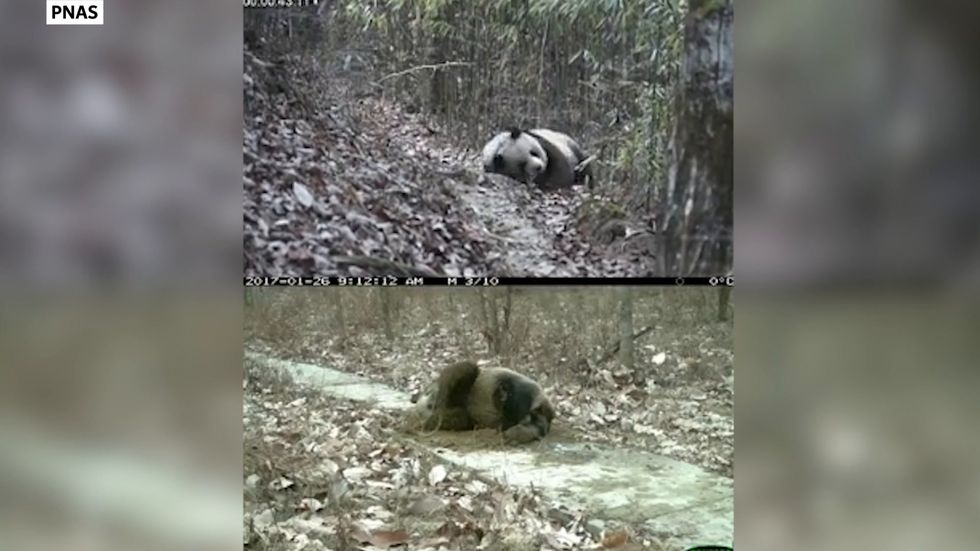 Wild giant pandas frequently roll in horse manure