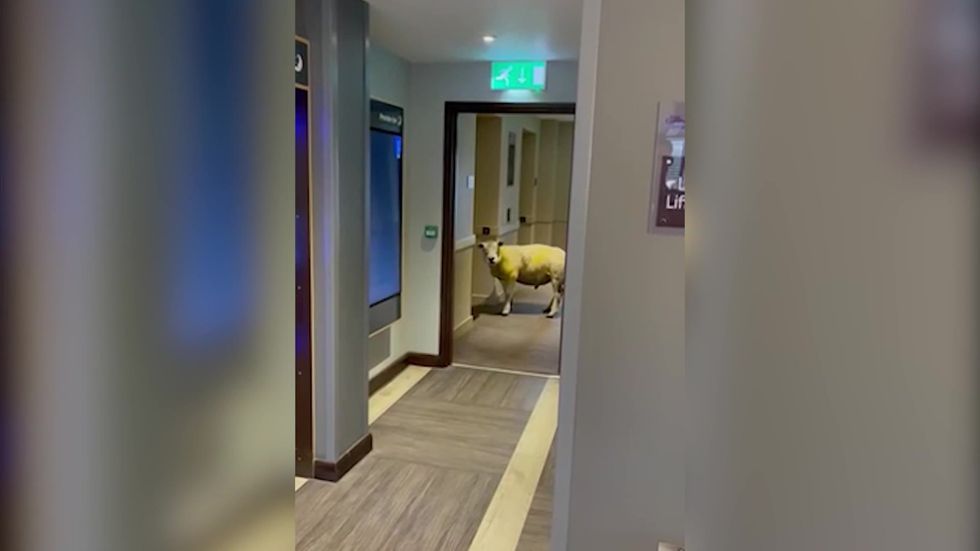 Hotel staff stunned after finding sheep waiting for lift in Wales