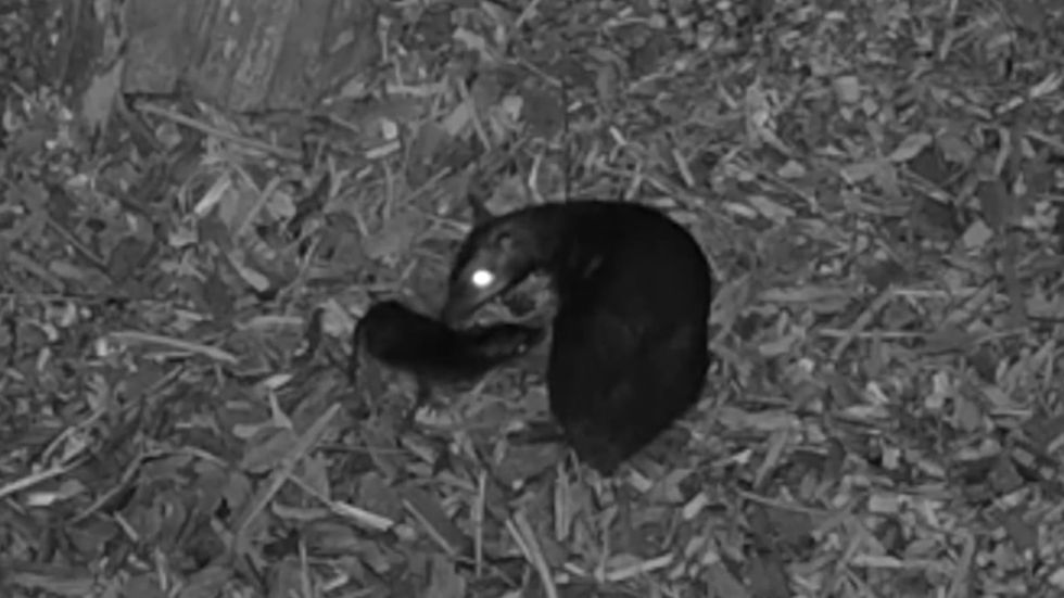 Rare mouse deer birth captured on camera in Poland zoo