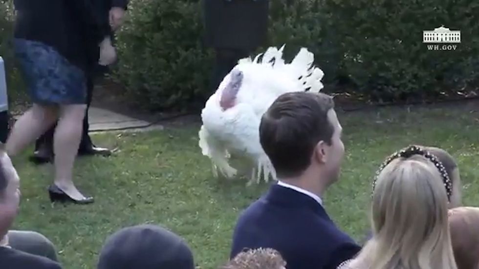 Trump attacks Carrots the turkey for refusing to concede in 2018 pardon contest