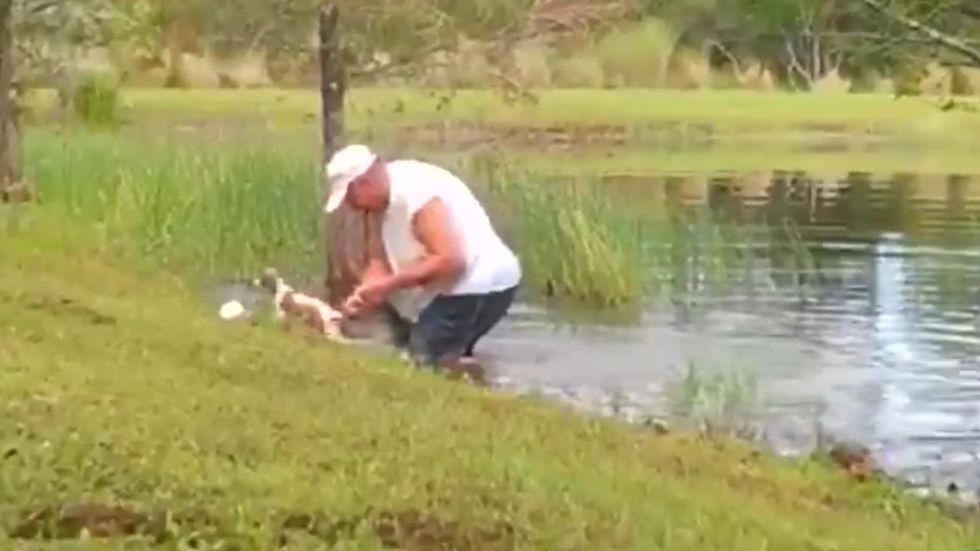 Dramatic video shows Florida man saving puppy from alligator