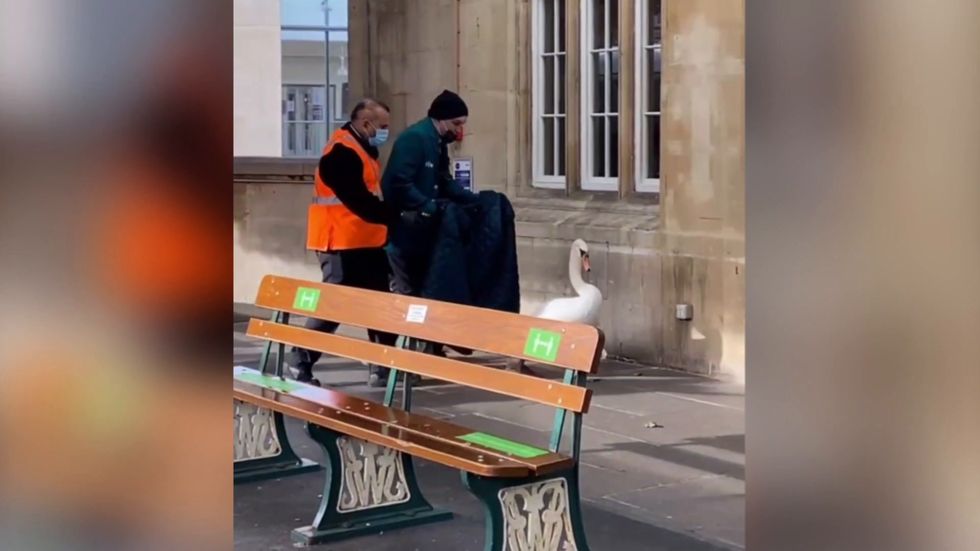 Swans on the loose at Bath train station