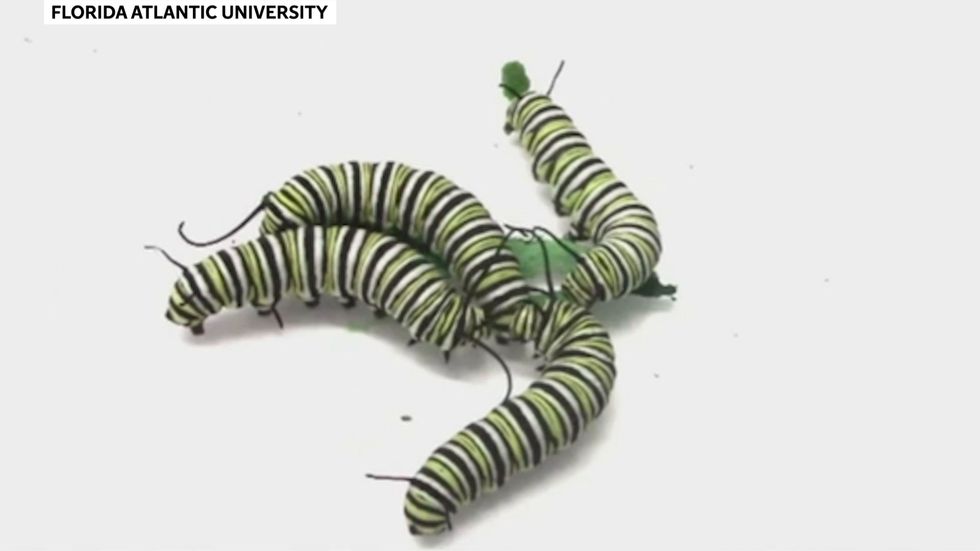 Monarch butterfly caterpillars headbutt and shove each other to get to the best leaves