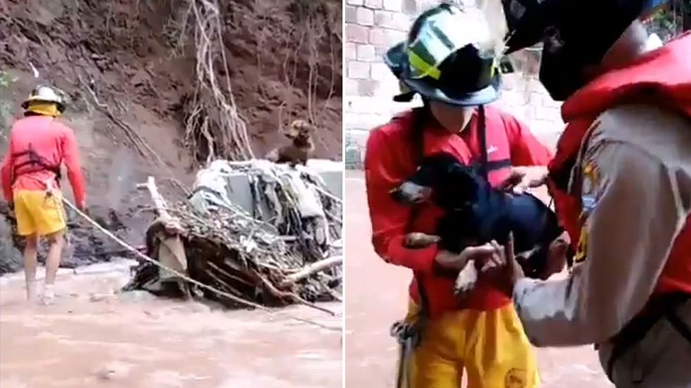 Sausage dogs rescued from Hurricane Iota flooding in Honduras