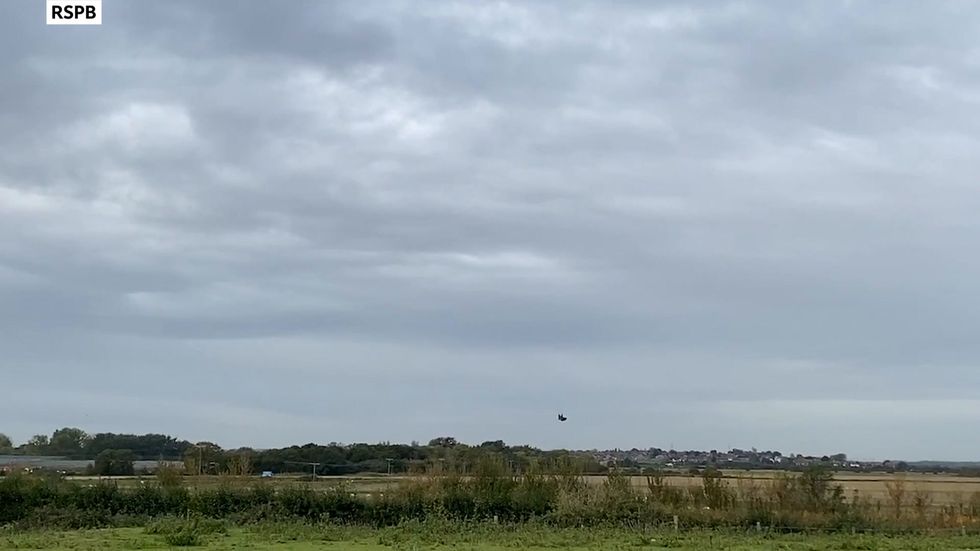 Buzzard shot down over RSPB reserve in Kent