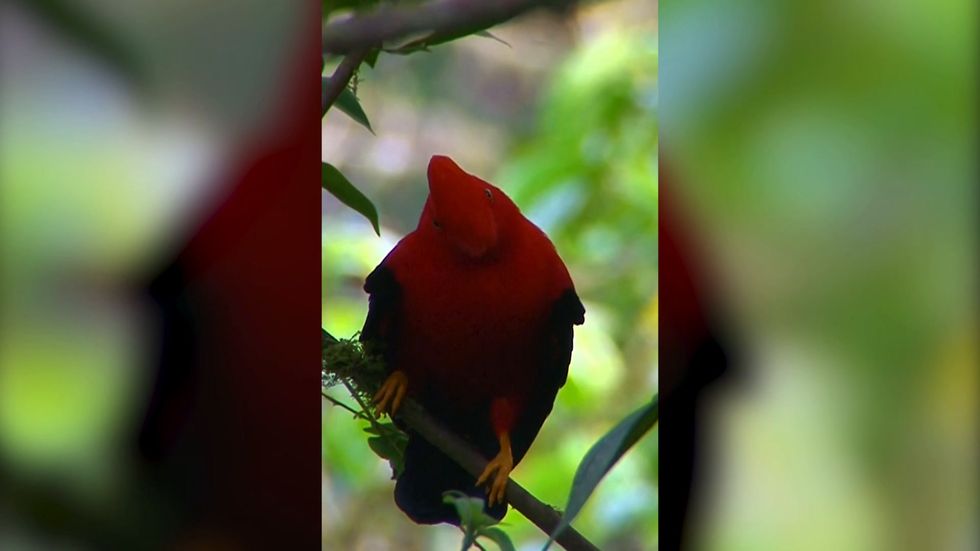 The Los Cedros Reserve could be mined for minerals