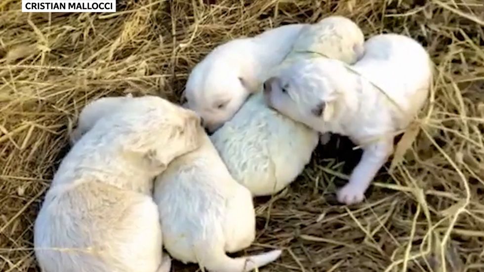 Green puppy called Pistachio born in Italy