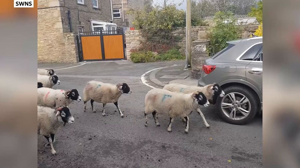 Chaotic scenes as more than 300 sheep bring traffic in a small Yorkshire Dales town to a standstill