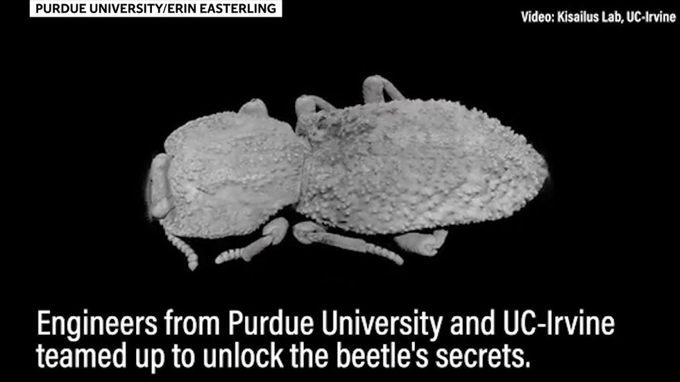 Diabolical ironclad beetle: Unlocking the secrets of its super-tough design