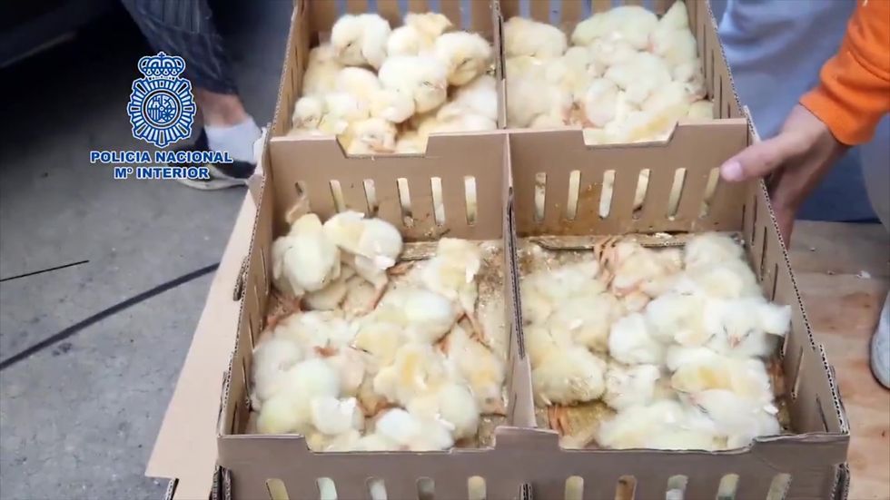 Thousands of chicks abandoned in Madrid Airport