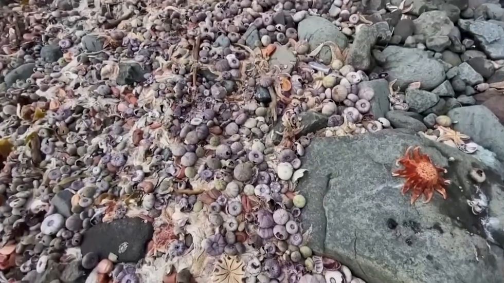 Toxic spill in Russia's far east 'kills 95% of seabed life'
