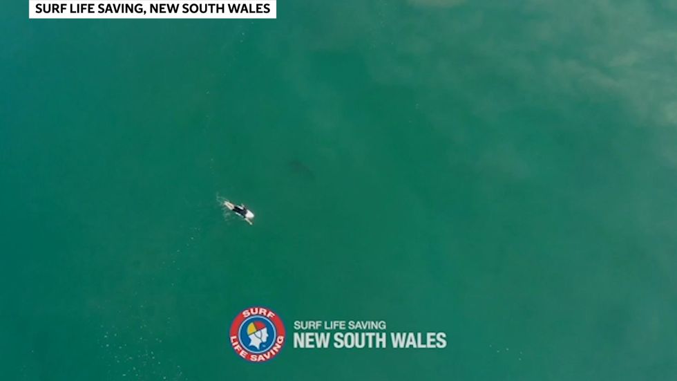 Surfer Matt Wilkinson in narrow escape with great white shark