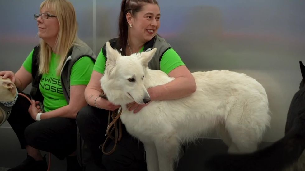 Dogs deployed at Finish airport to detect Covid-19