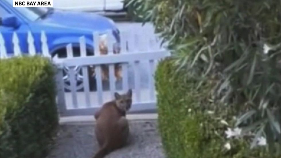 Mountain lion stalks kids in California neighbourhood