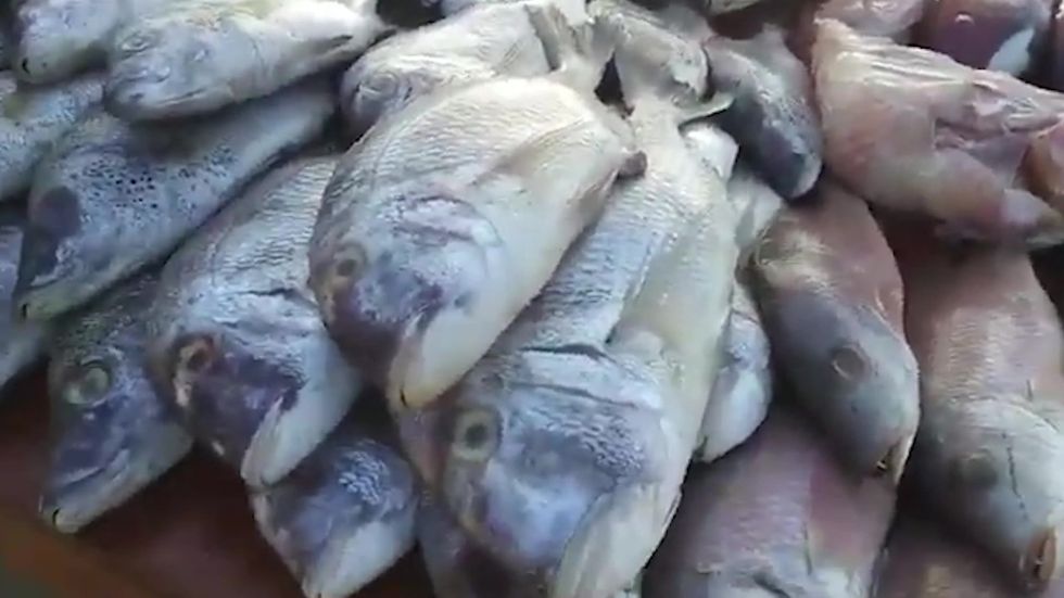 Jellyfish could replace cod on fish and chip menus in future, researchers claim