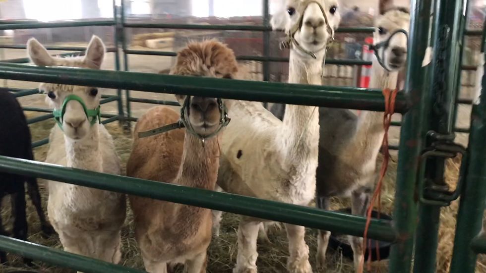 Wildfire evacuees tell battle to save their livestock from encroaching flames