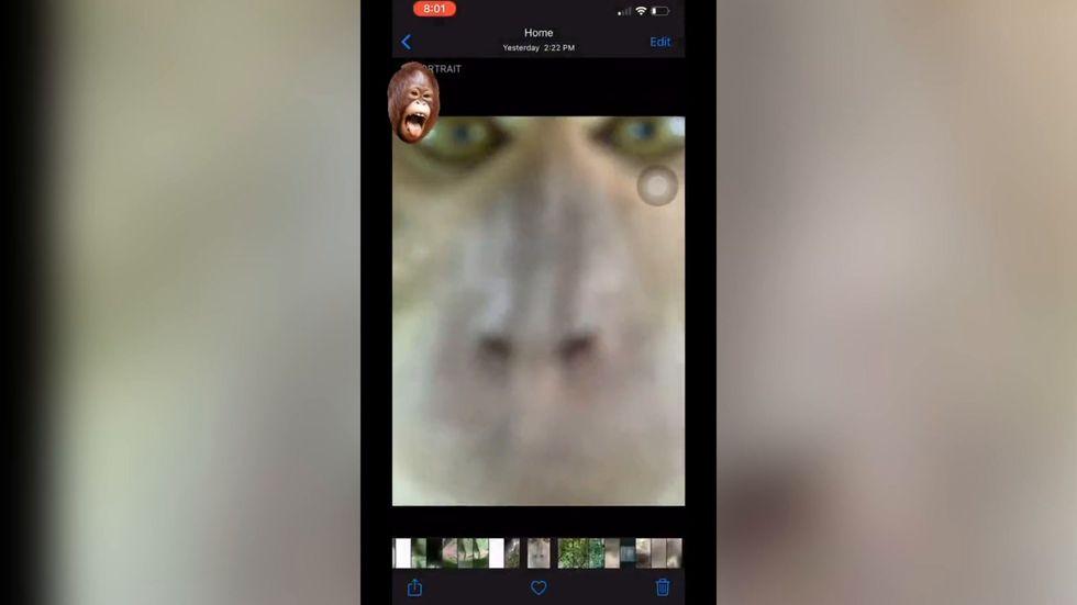 Malaysian man reunited with lost phone - full of monkey selfies