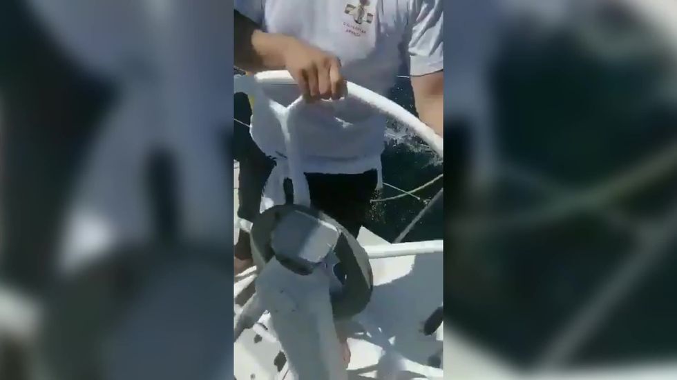 Killer whales perplex scientists by ramming sailing boats on Spanish coast