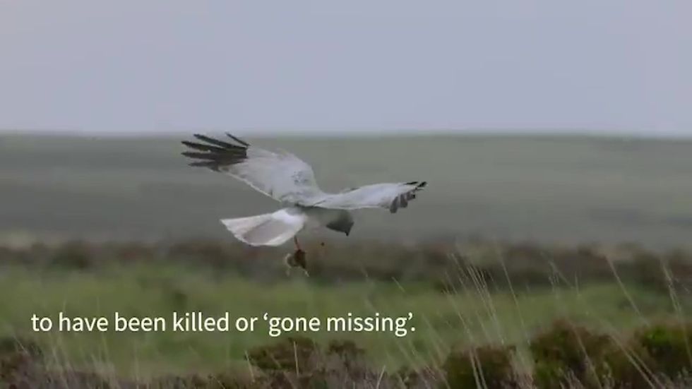 Hen Harriers rear record number of fledglings amid ongoing persecution