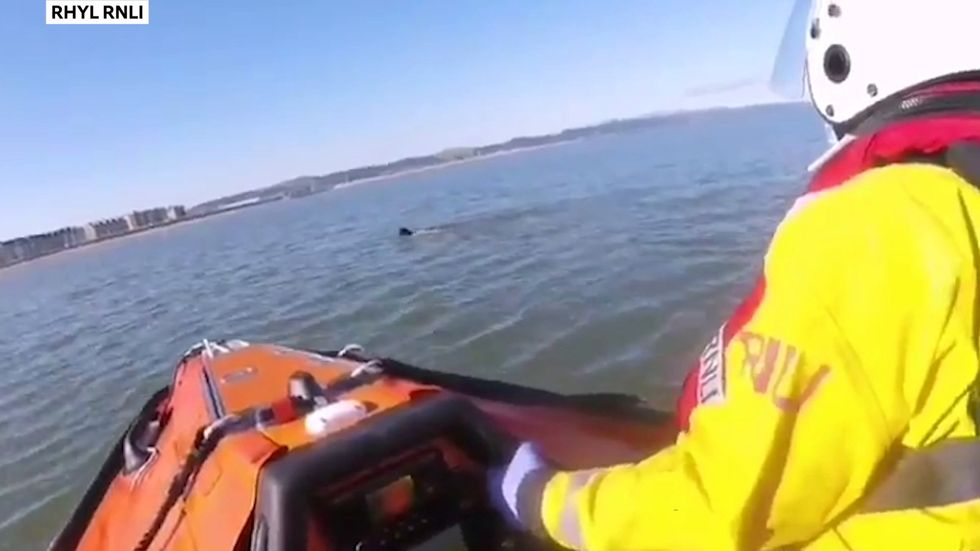 RNLI rescue dog from sea after it chases gulls half a mile off shore