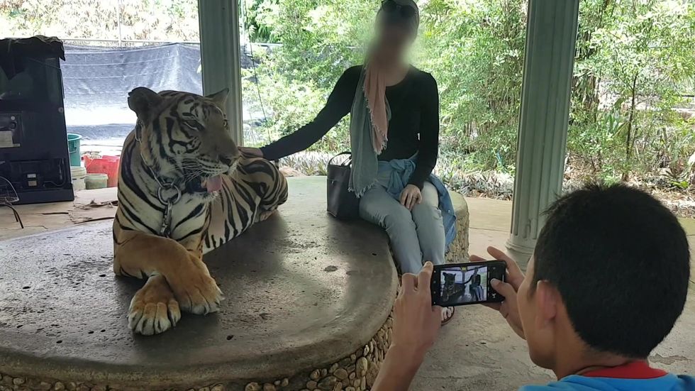 Captive tiger used as social media prop in exploitative tourism industry