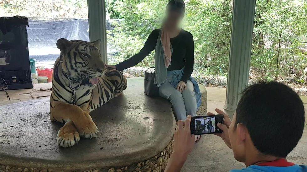 Captive tiger used as social media prop in exploitative tourism industry