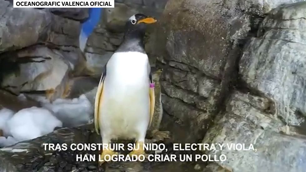 Same-sex penguin couple welcome chick after adopting an egg