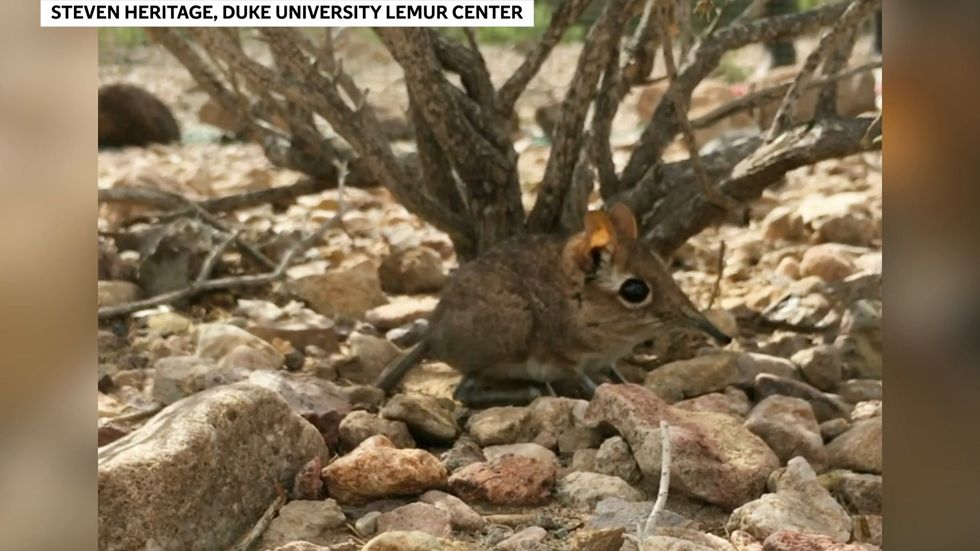 Long-lost elephant shrew rediscovered after half a century
