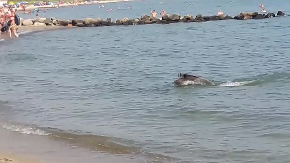 Swimming wild boar gives German beachgoers a scare