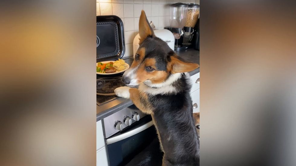 Trio of dogs help each other steal leftover food from kitchen counter