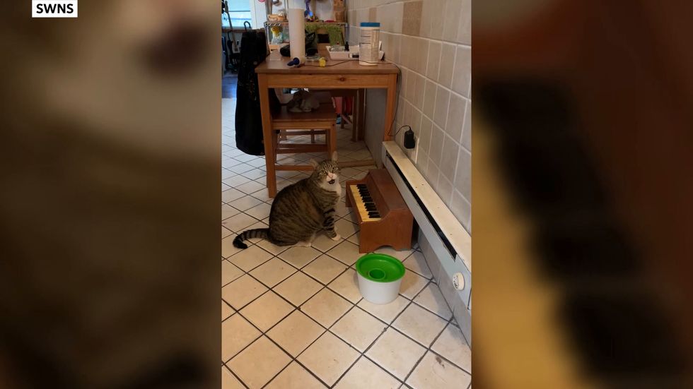 Cat plays the piano when hungry