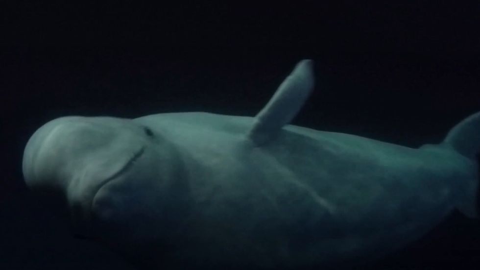 Beluga whales Little White and Little Grey transported to new ocean sanctuary home