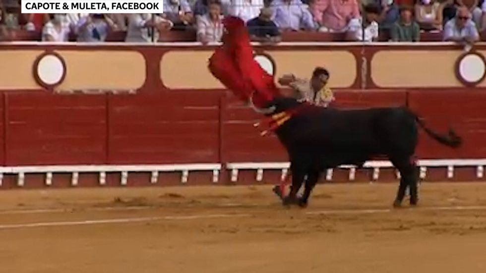 Matador gored in the buttocks after stabbing bull