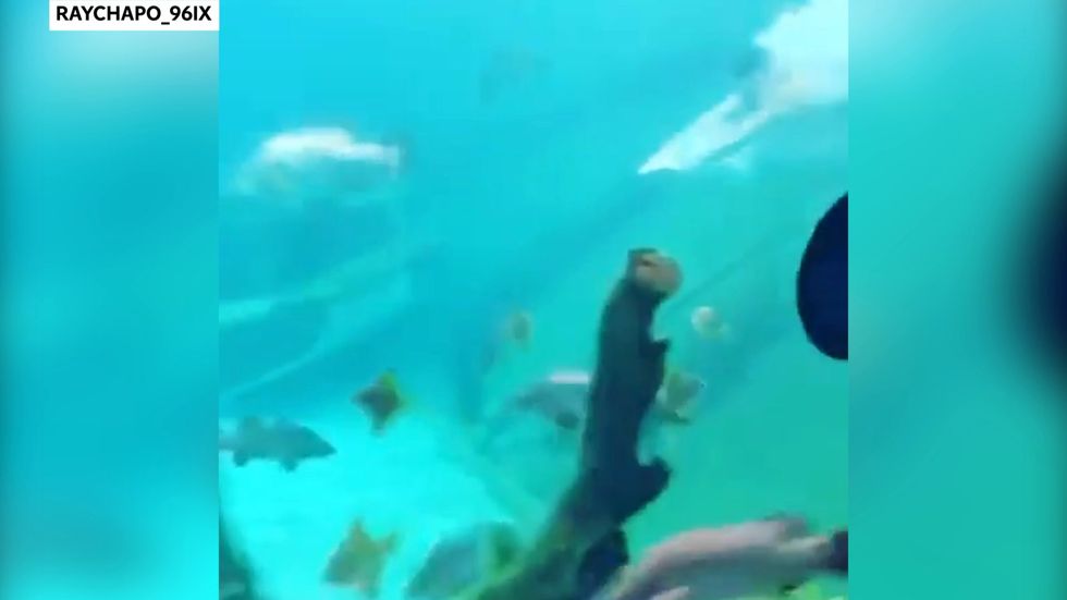 Man swims in aquarium at Sydney zoo