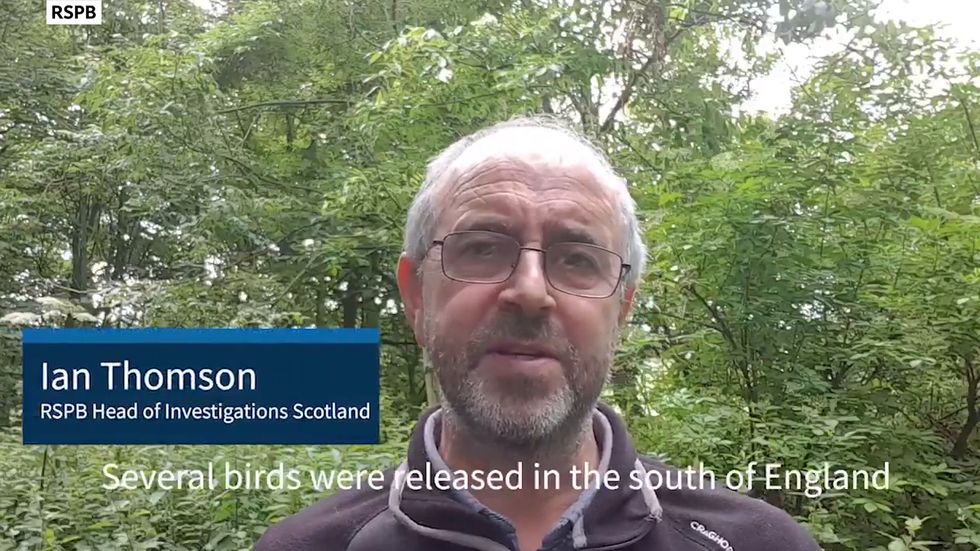 White-tailed eagle found illegally poisoned on Scottish grouse moor