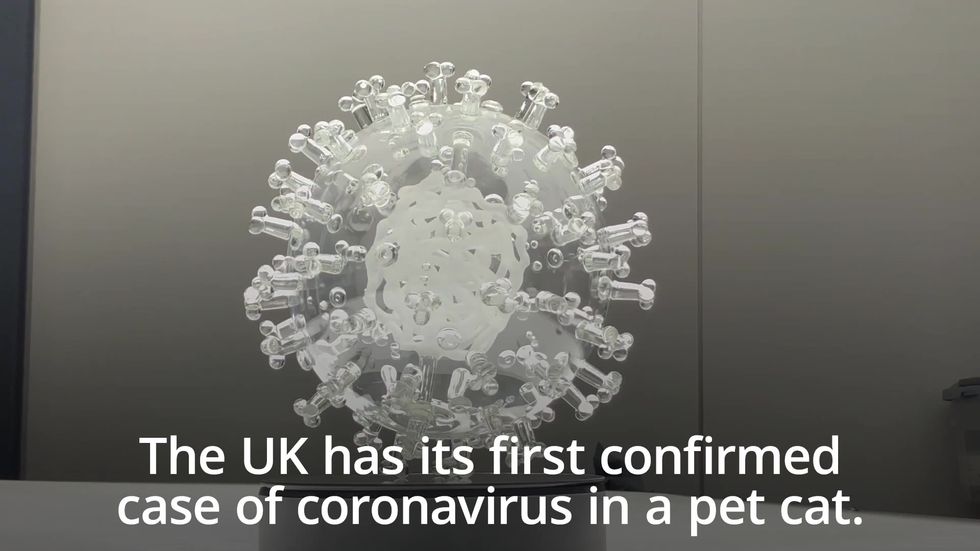 What you need to know about cats and coronavirus
