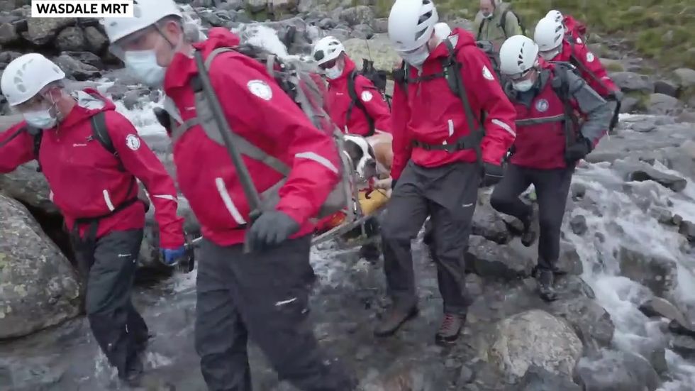 Mountain rescue dog rescued from mountain