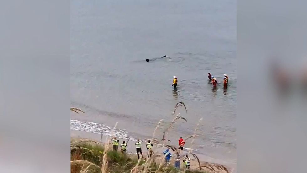 Beached shark put down after operation to save 15ft creature fails
