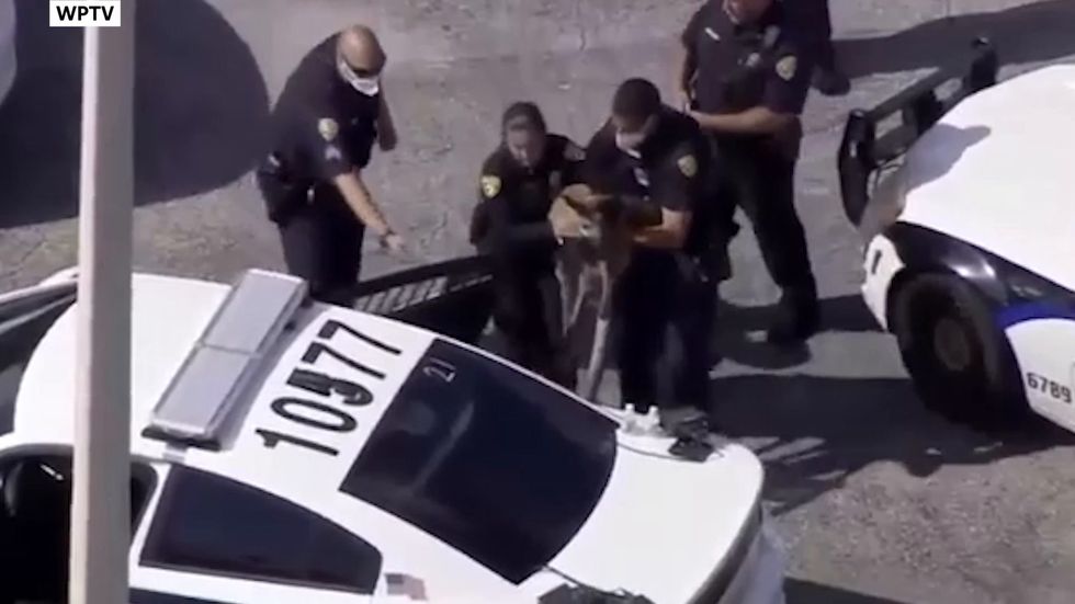 Escaped kangaroo rounded up in Fort Lauderdale