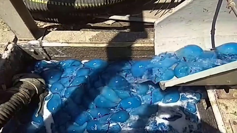 Thousands of jellyfish clog power plant in Israel